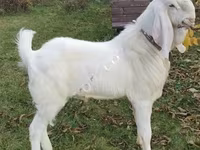 عنزة, Nubian Goat — الصورة 4