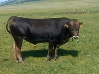 Toro, Ganado vacuno — foto 1