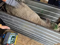 Schaf, Kuibyshev sheep — Foto 4
