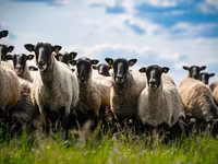 Хуц, Romanov sheep — 2 зураг