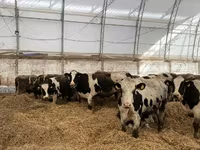 Cow, Holstein breed — photo 8