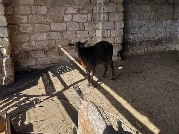 Cabro, Cabras