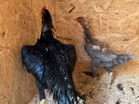 Chickens — الصورة 4