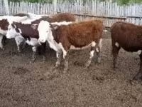 Vaca, Ganado vacuno — foto 1