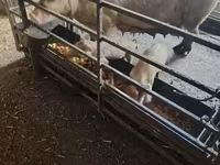 خنزير ذكر, الخنازير — الصورة 2