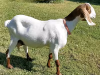 عنزة, Nubian Goat — الصورة 3