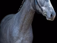 Caballo, Caballos — foto 3