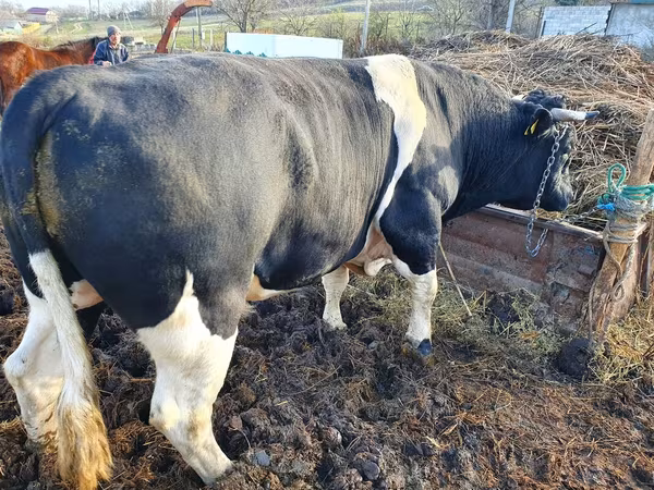 Bulle, Holstein-Rasse