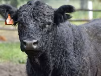 Үнээ, Swiss cattle — 7 зураг