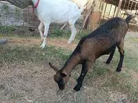 Cabra, Saanen goat — foto 3