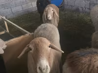 Oveja, Tian-Shan semifinewool sheep — foto 2