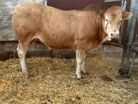 Bulle, Blonde d’Aquitane cattle — Foto 1