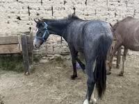 Horse (M), Friesian sport horse — photo 1