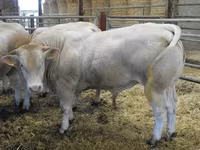 Bulle, Blonde d’Aquitane cattle — Foto 3