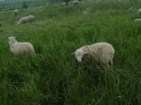 Carnero, Edilbay sheep — foto 5