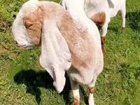 عنزة, Nubian Goat — الصورة 6