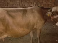 母牛, Ukrainian Brown Dairy Cattle — 照片 1