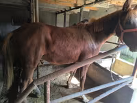 Адуу, Thoroughbred horse — 6 зураг