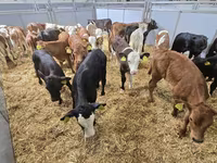 Bulle, Holstein-Rasse — Foto 5