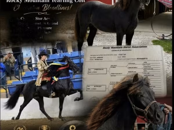 घोड़ा, Rocky Mountain Horse