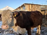 Cow, Hereford — photo 5