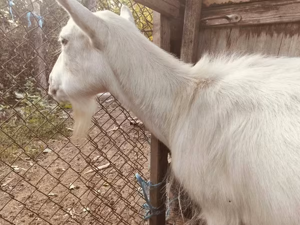 बकरी, Saanen goat