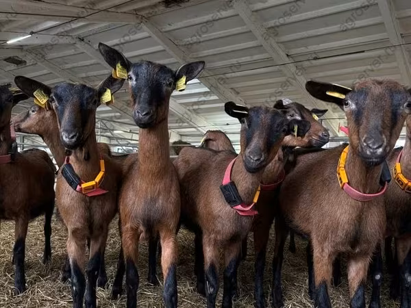 Billy Goat, Saanen goat