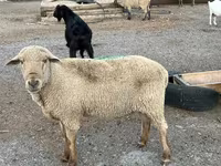 كبش, Hampshire sheep — الصورة 7