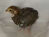 Quails — 8 зураг