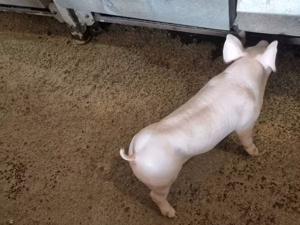 Boar, Пьетрен