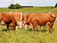 Cow, Russian Black pied cattle — photo 4