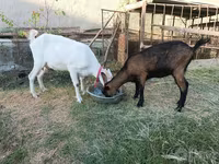 Cabra, Saanen goat — foto 2