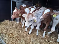 Toro, Simmental cattle — foto 3