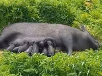Boar, Вьетнамская вислобрюхая — photo 2