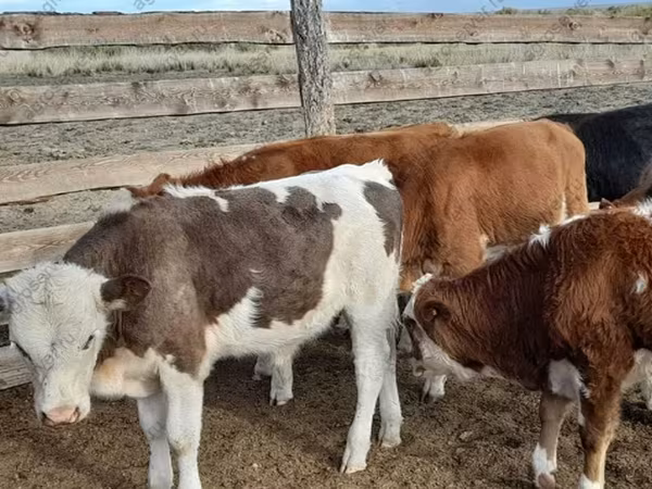 母牛, Cattle