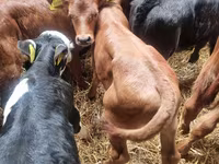 Toro, Vaca Limousin — foto 4