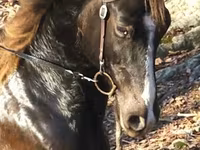 Hengst, Rocky Mountain Horse — Foto 5
