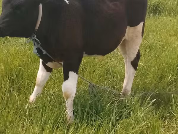 Bull, Holstein breed