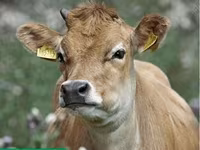 गाय, हेरफोर्ड — फ़ोटो 2
