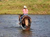 Hengst, Quarter Horse — Foto 8