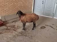 Ram, Sheep — photo 4