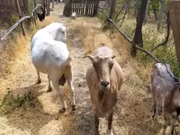 公山羊, LaMancha goats — 照片 5