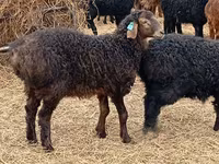 公羊, Edilbay sheep — 照片 2