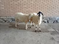 Ямааны ухна, Ямаа — 2 зураг