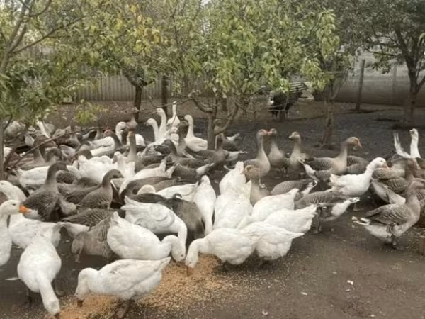 Geese — Орос