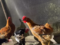 Chickens — Foto 6