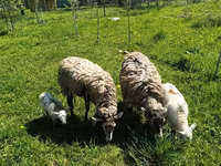 Carnero, Edilbay sheep — foto 8