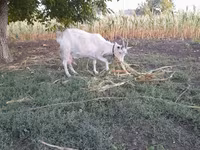 Goat, Goats — photo 2