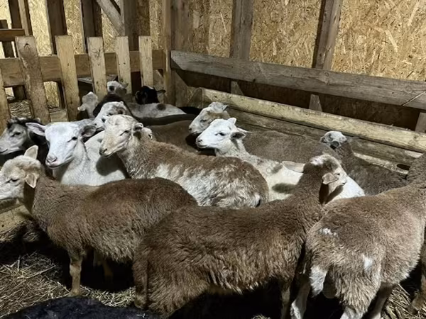 كبش, Katum sheep