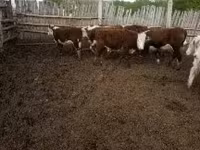 Vaca, Ganado vacuno — foto 2